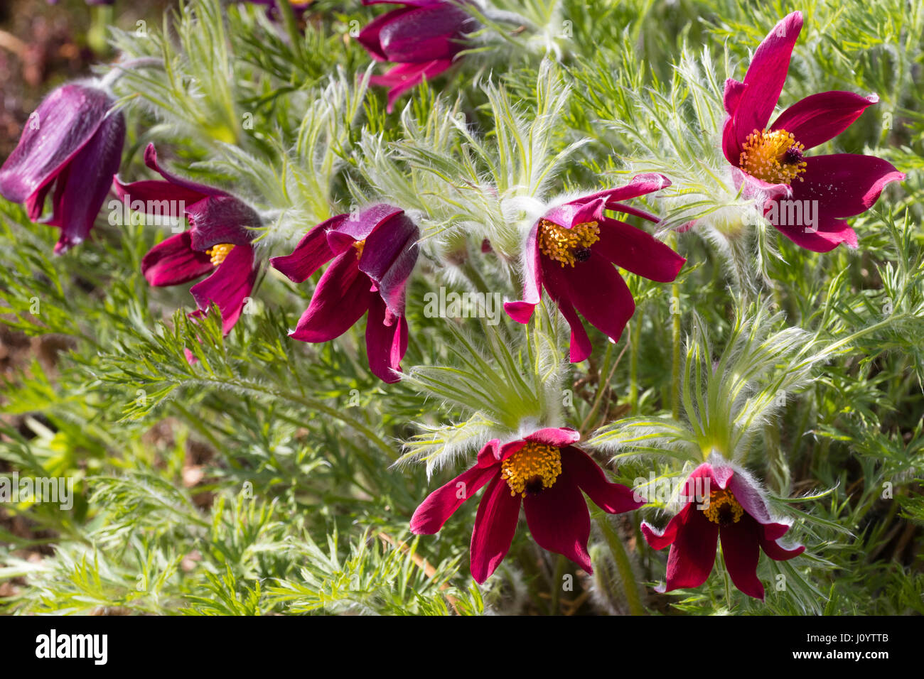 Red Spring flowers of the herbaceous perennial Pasque flower, Pulsatilla vulgaris 'Rubra' Stock Photo