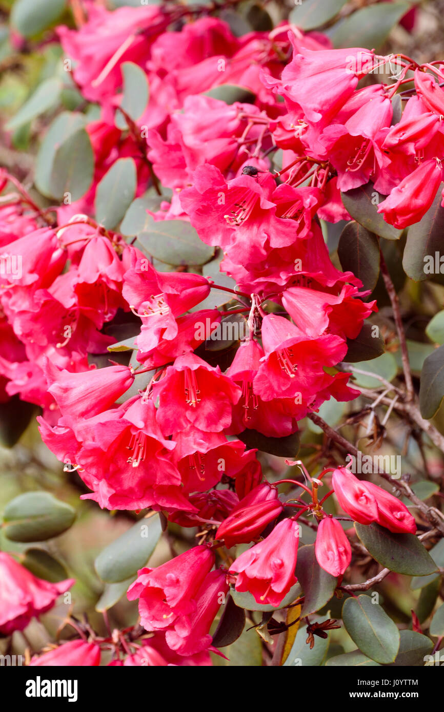 Spring bell flowers of a deep rose pink form of the evergreen shrub, Rhododendron orbiculare Stock Photo