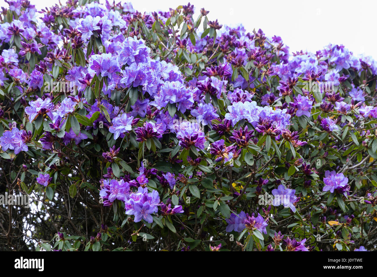 Violet-blue spring flowers of the Rhodoendron augustinii x impeditum hybrid 'St Breward' Stock Photo