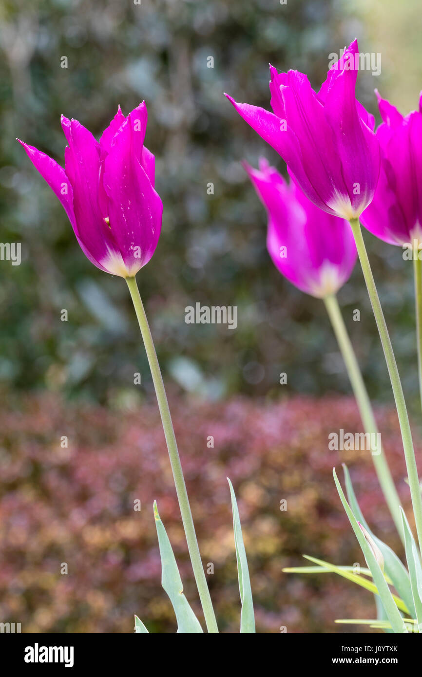 Purple dream lily flowering tulip hires stock photography and images