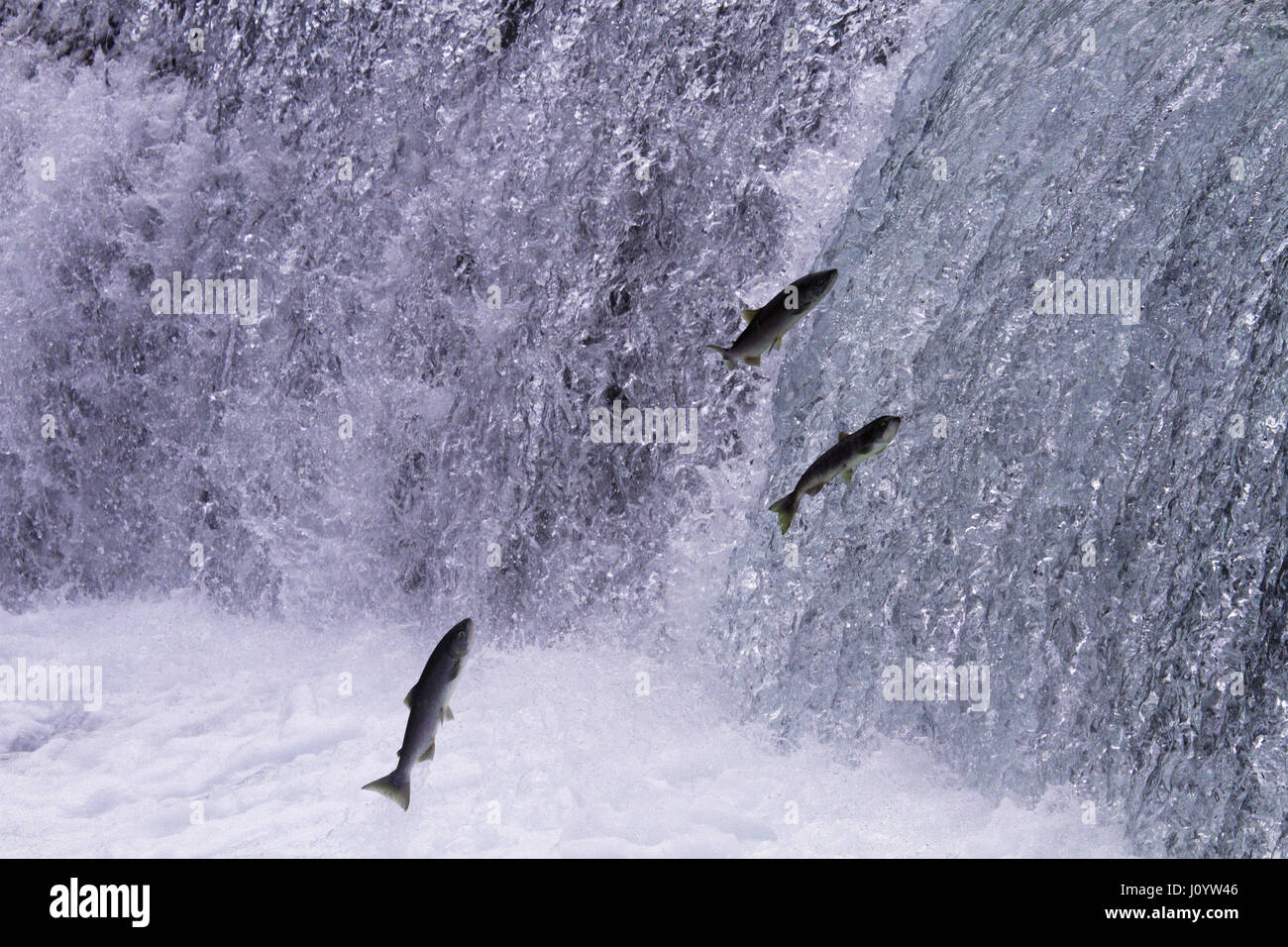 Spawning salmon leap upwards at Meziadin Fishway in British Columbia.  Annual spawn occurs in Hanna Creek and Meziadin Lake. Stock Photo