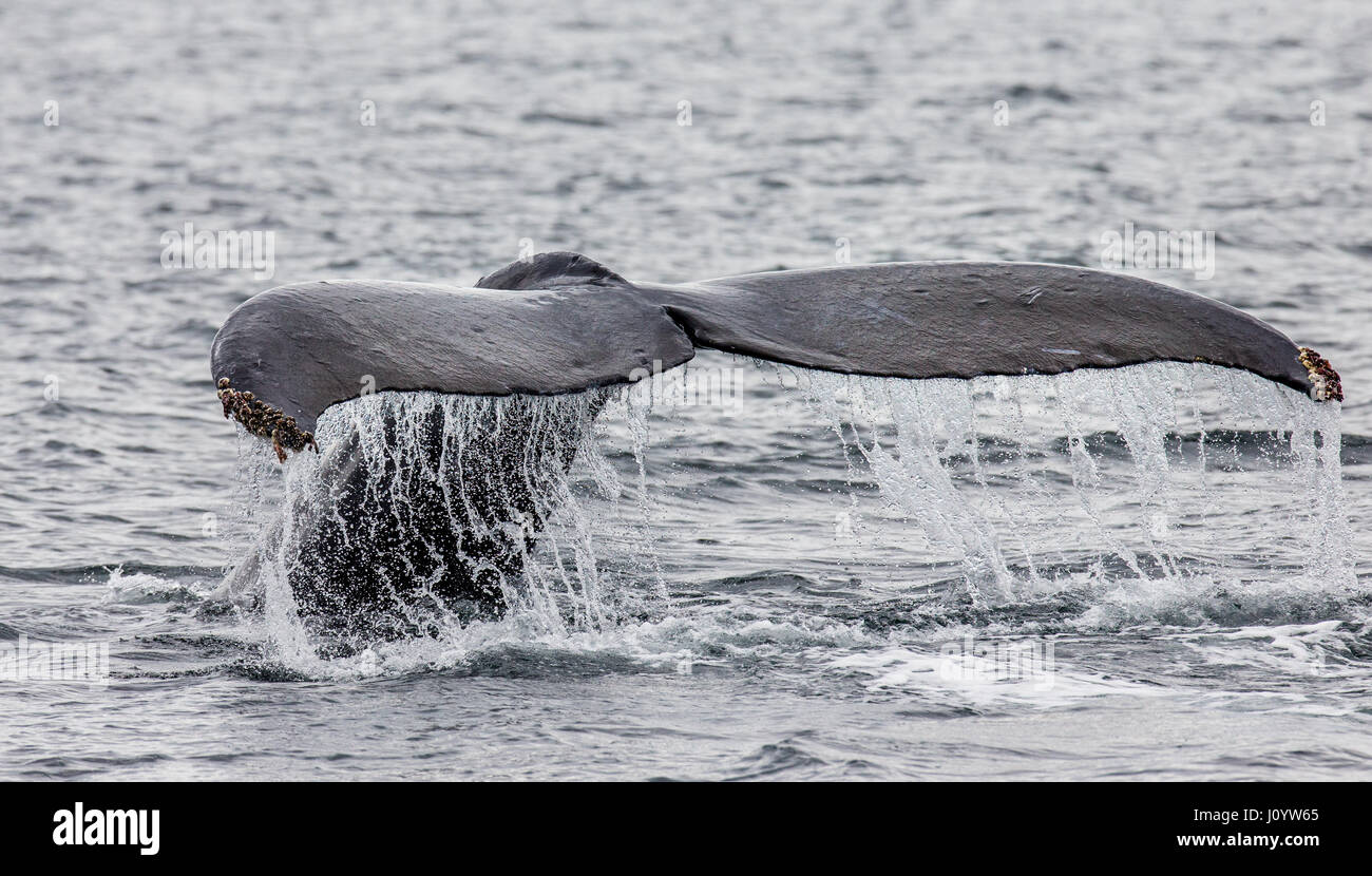 Tail humpback whale above the water surface closeup. Chatham Strait ...