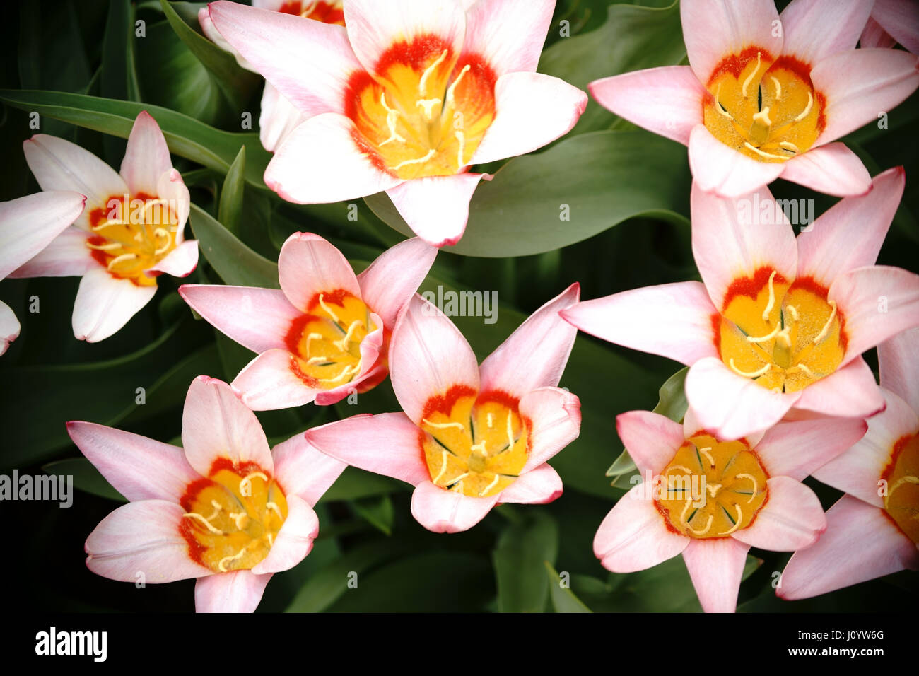 The close-up and top view of the petals of the star-shaped tulip. Stock Photo