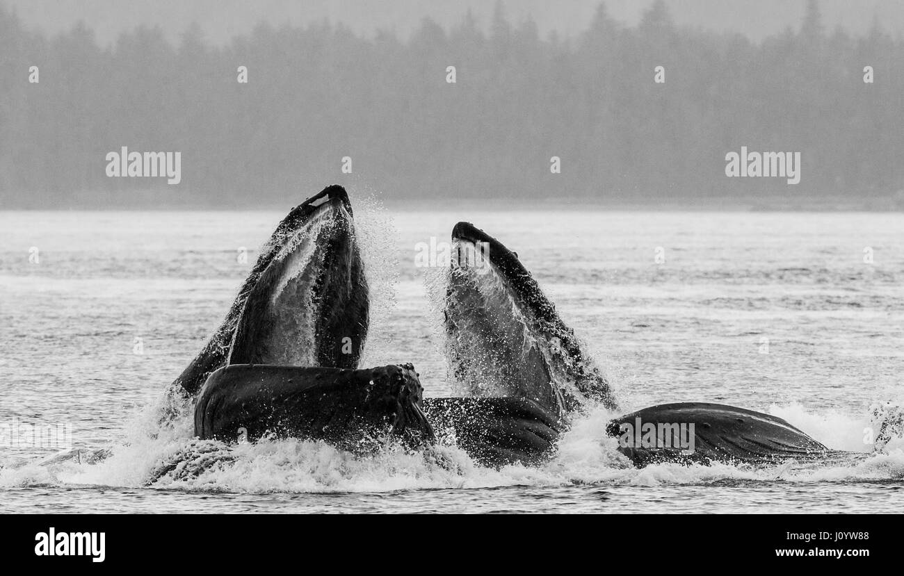 The head and the humpback whale's mouth above the water surface close-up at the time of the hunt. Chatham Strait area. Alaska. USA. Stock Photo