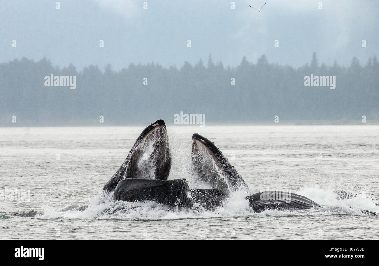 The head and the humpback whale's mouth above the water surface close