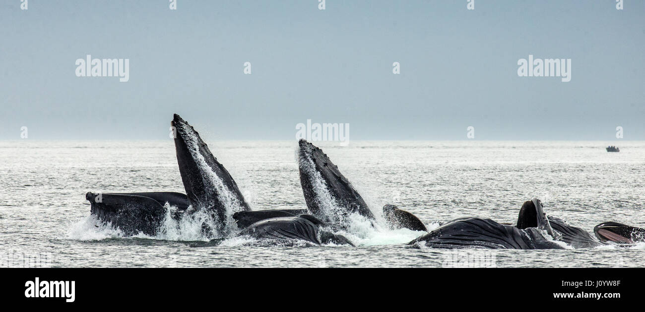 The head and the humpback whale's mouth above the water surface close