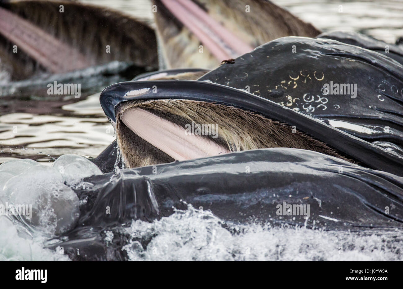 The head and the humpback whale's mouth above the water surface close