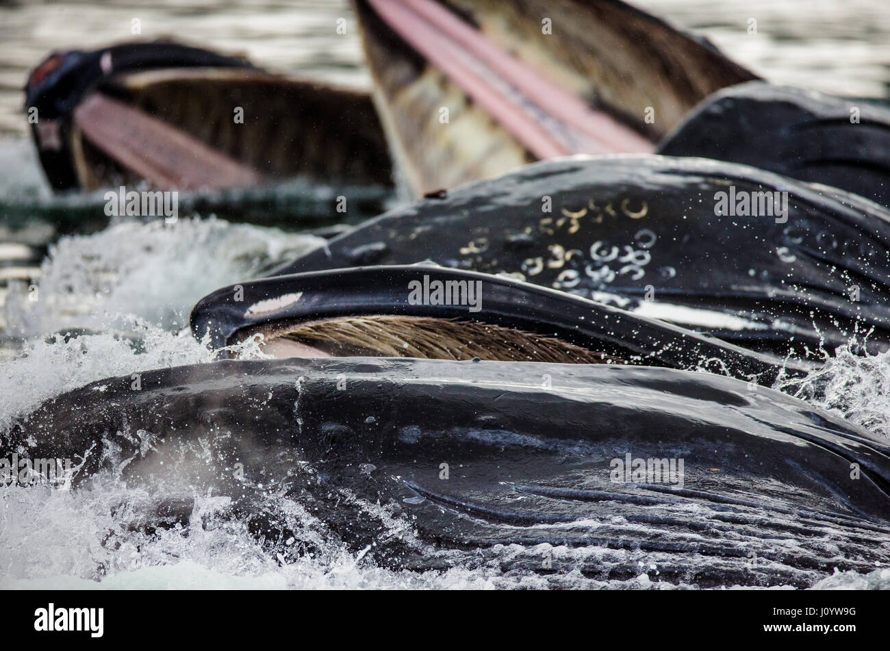 The head and the humpback whale's mouth above the water surface close