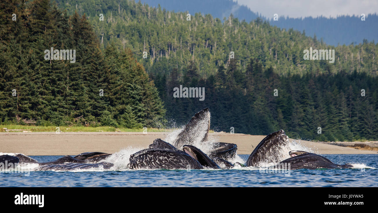 The head and the humpback whale's mouth above the water surface close