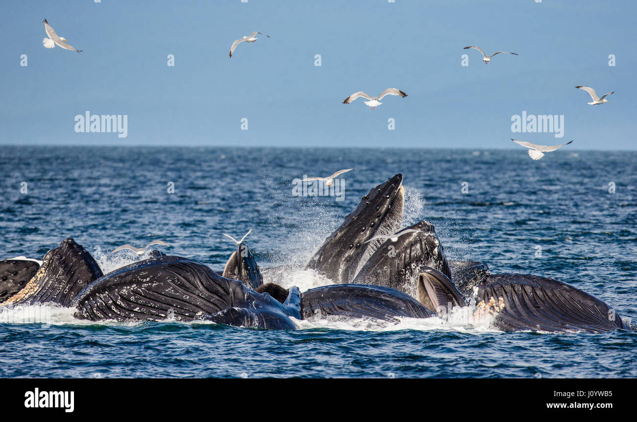 The head and the humpback whale's mouth above the water surface close