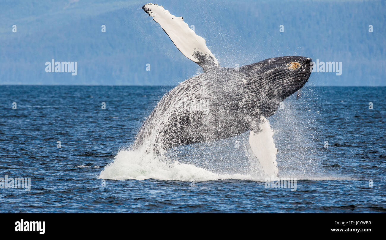 Jumping humpback whale. Chatham Strait area. Alaska. USA. An excellent illustration. Stock Photo