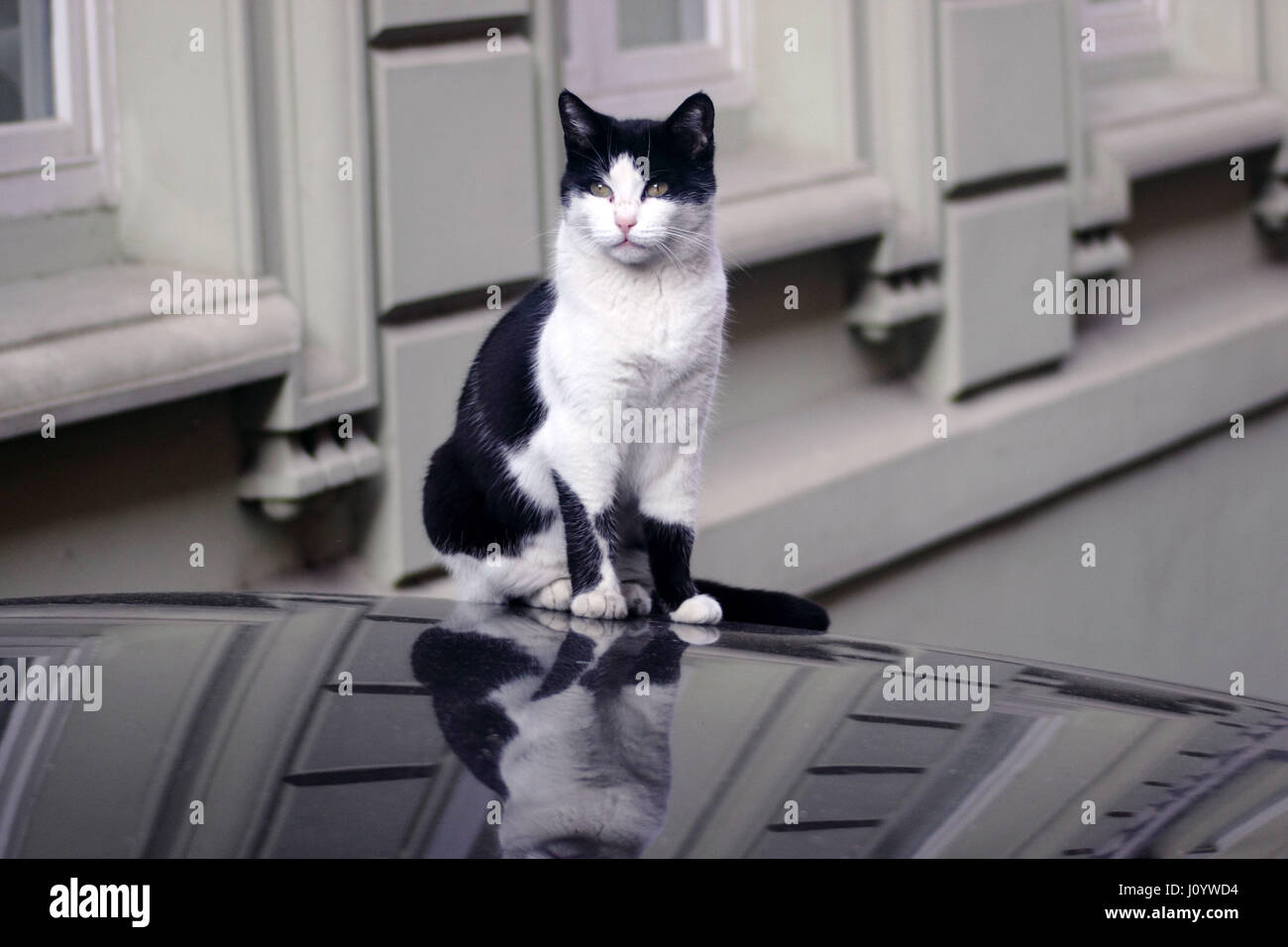 Cat on car roof Stock Photo Alamy