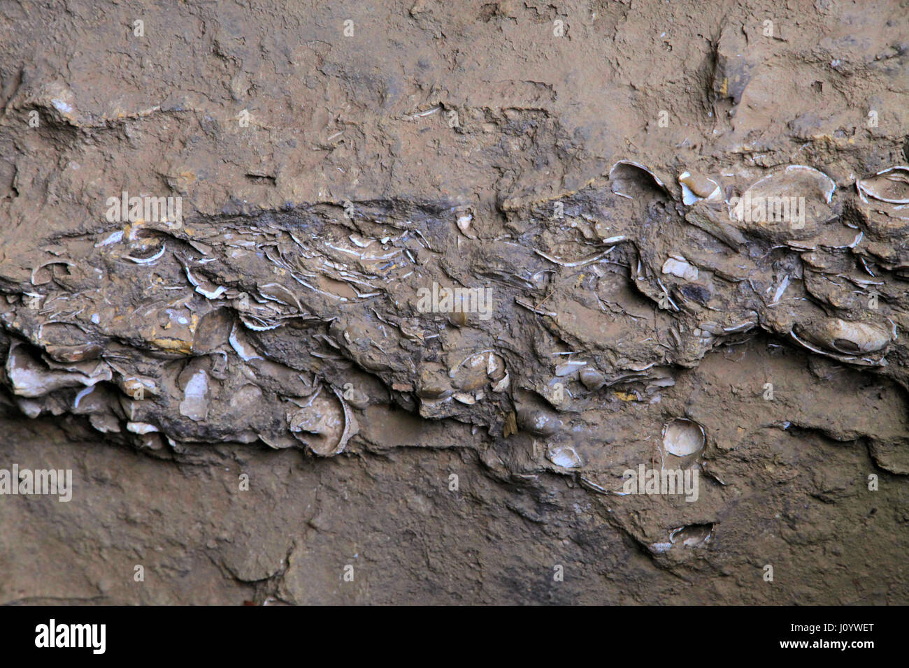 Omori Kaizuka Iseki Shell Mound Garden Tokyo Japan Stock Photo Alamy