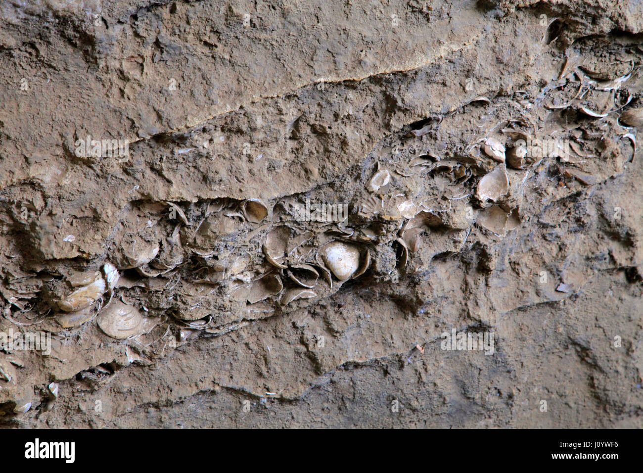 Omori Kaizuka Iseki Shell Mound Garden Tokyo Japan Stock Photo Alamy