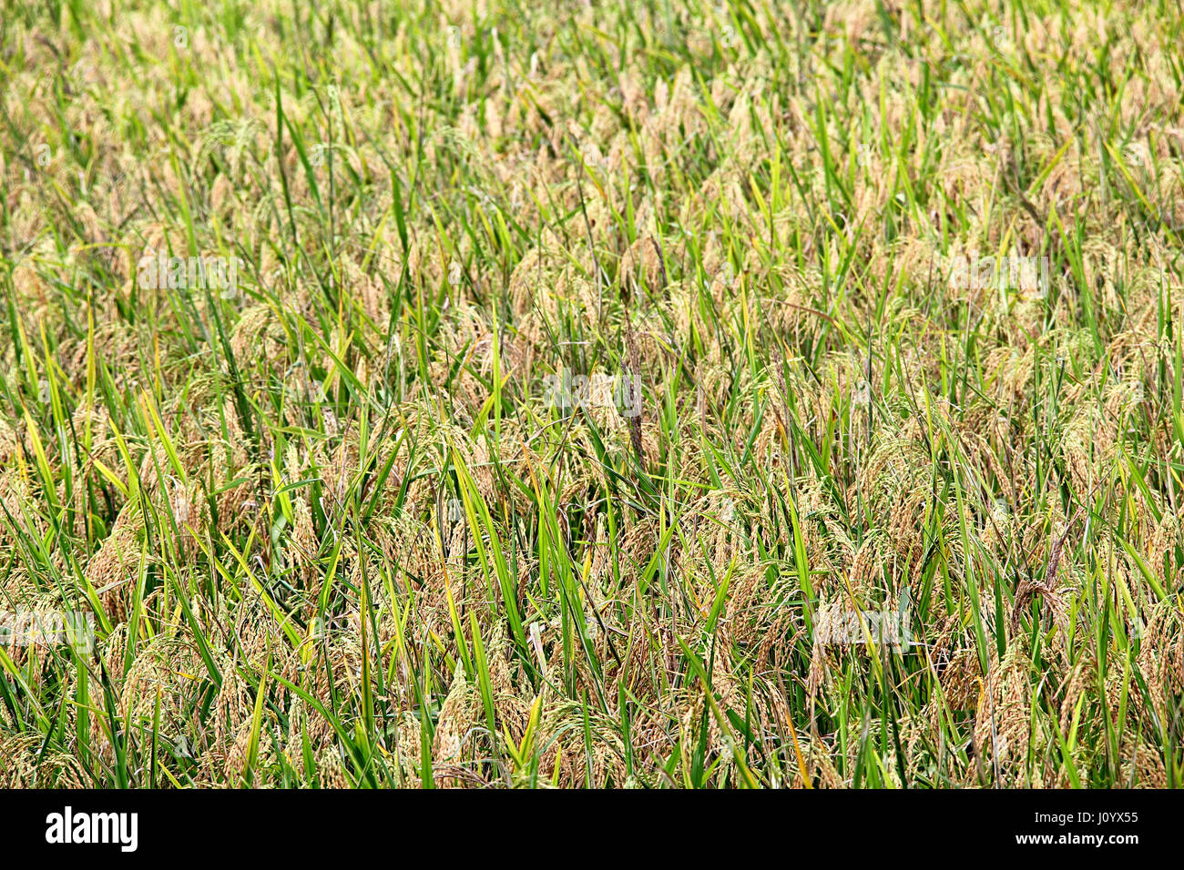 Rice paddy plants field with fully ripe rice stalks, ready to harvest, from Goa, India Stock Photo