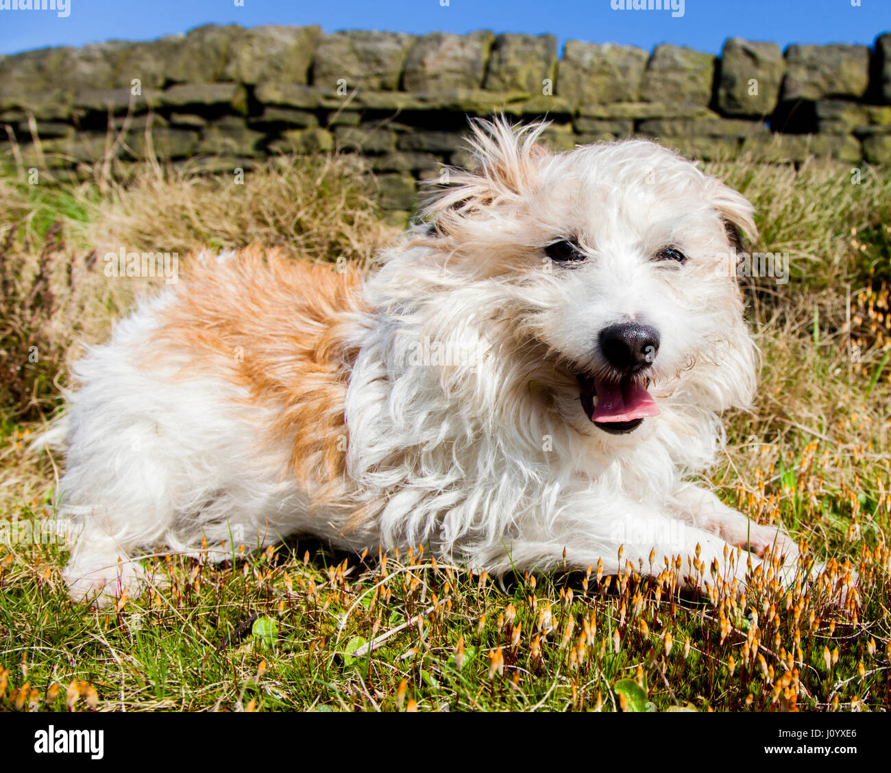 Long haired jack russell hi-res stock photography and images - Alamy