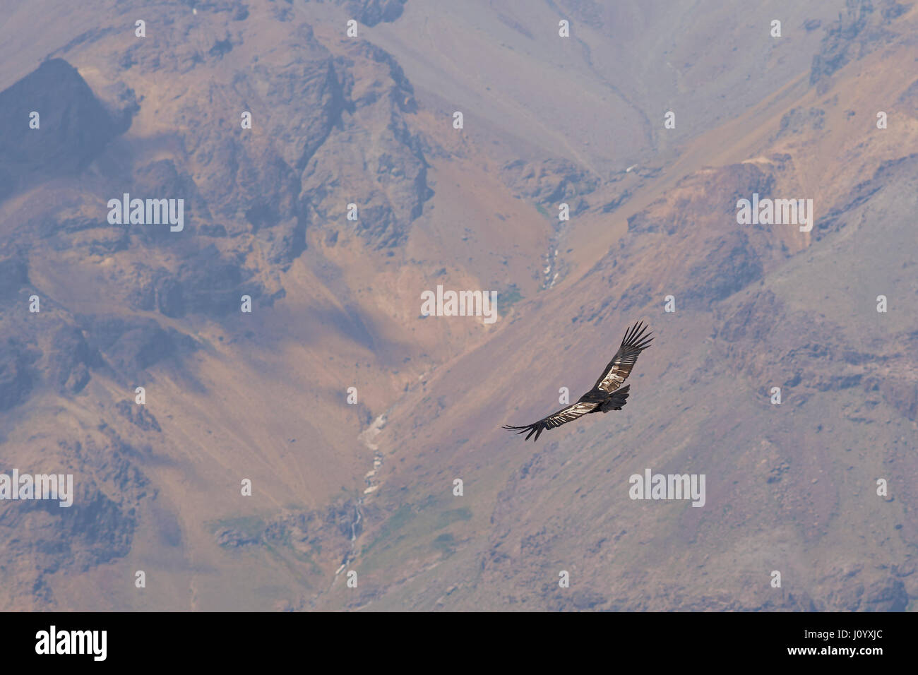 Wild Andean Condor (Condor Vultur gryphus) flying against a background ...