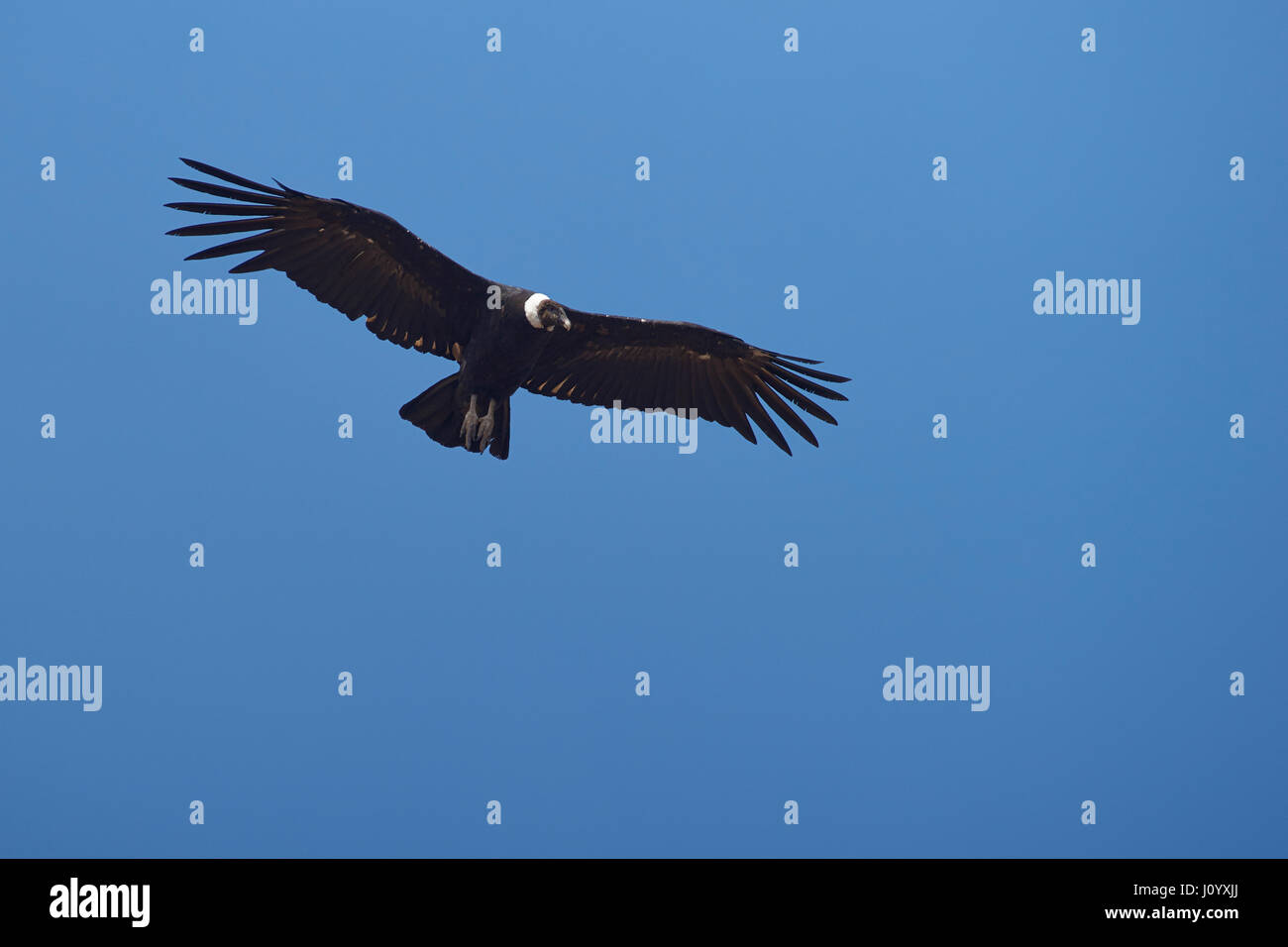 Adult wild Andean Condor (Condor Vultur gryphus) flying against a clear ...