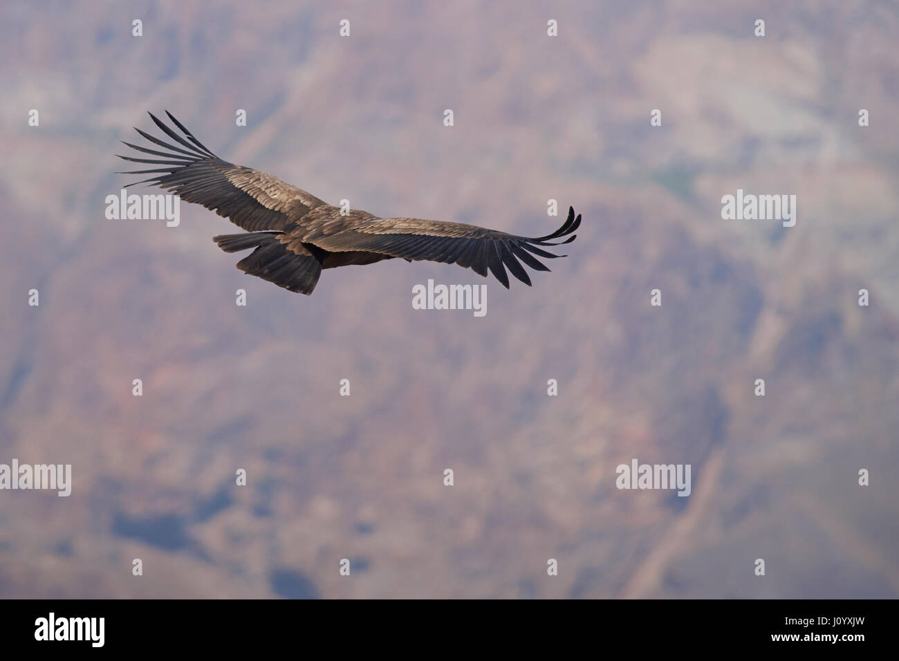 Young Andean Condor (Condor Vultur gryphus) flying against a background