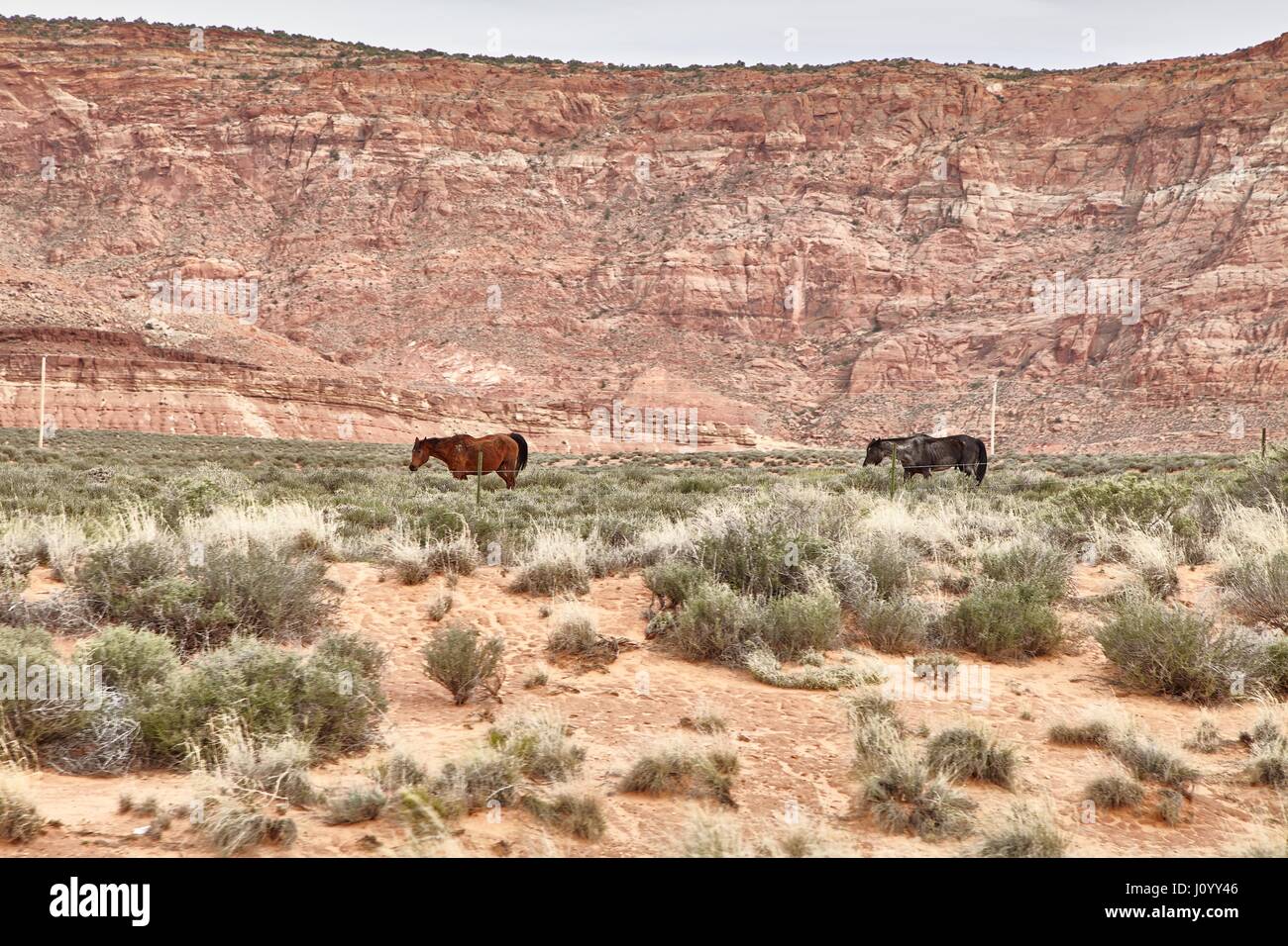 Wild Horses Grazing in National Park, Utah USA Stock Photo Alamy