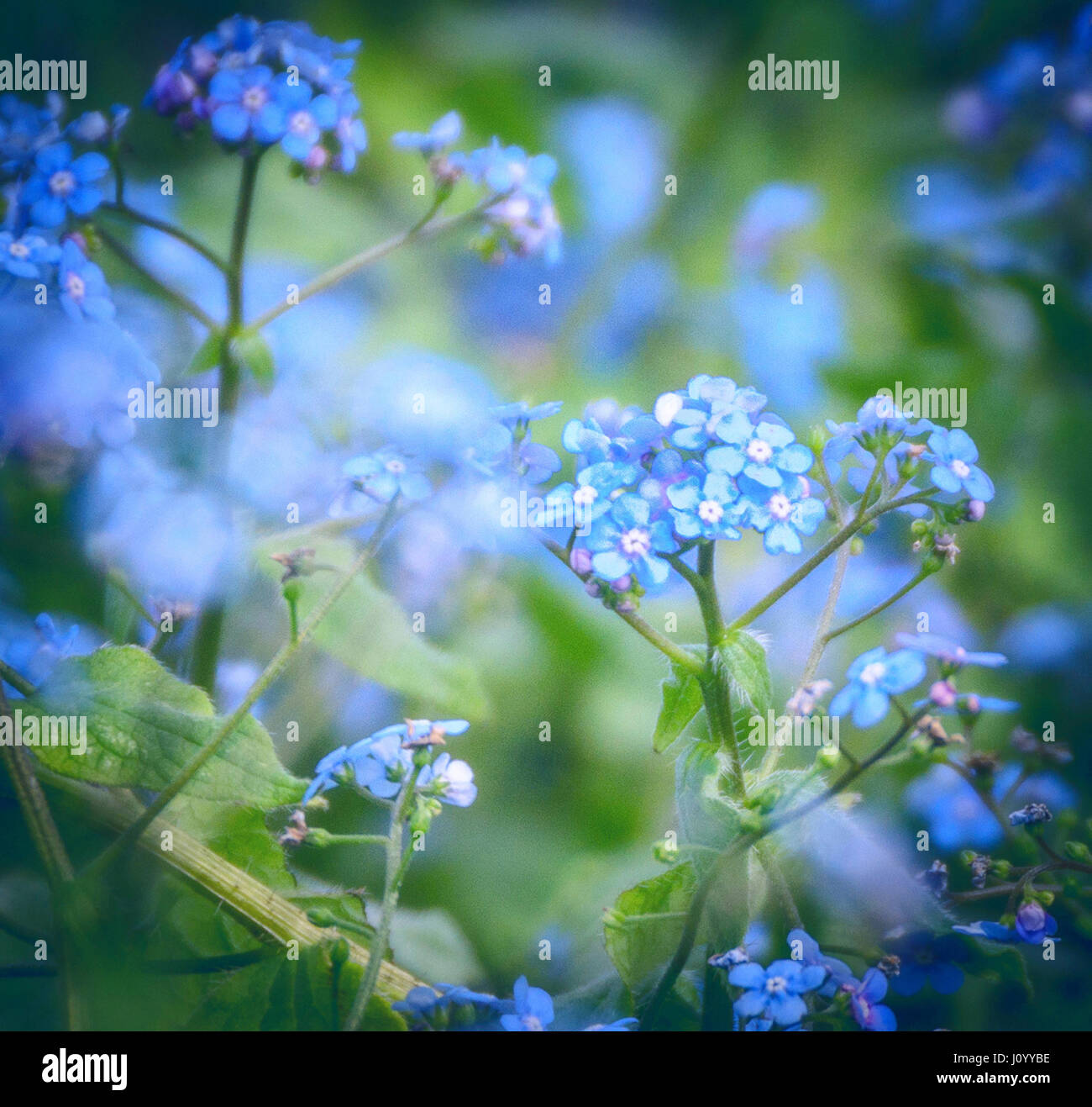 Blue pastel flowers on a soft background. Stock Photo