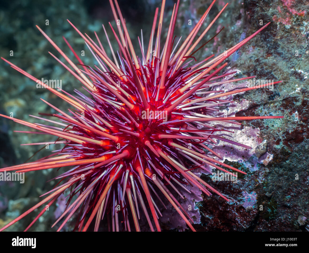 Giant Red Sea Urchin photographed at 50 feet deep of the Gulf Islands of Southern British Columbia. Stock Photo