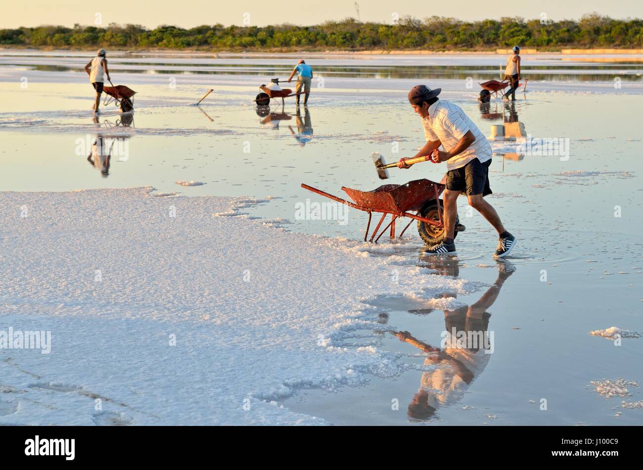 Workers shoveling salt in wheelbarrow, raw salt extraction, saline at El Cujo, Yukatan, Mexico Stock Photo