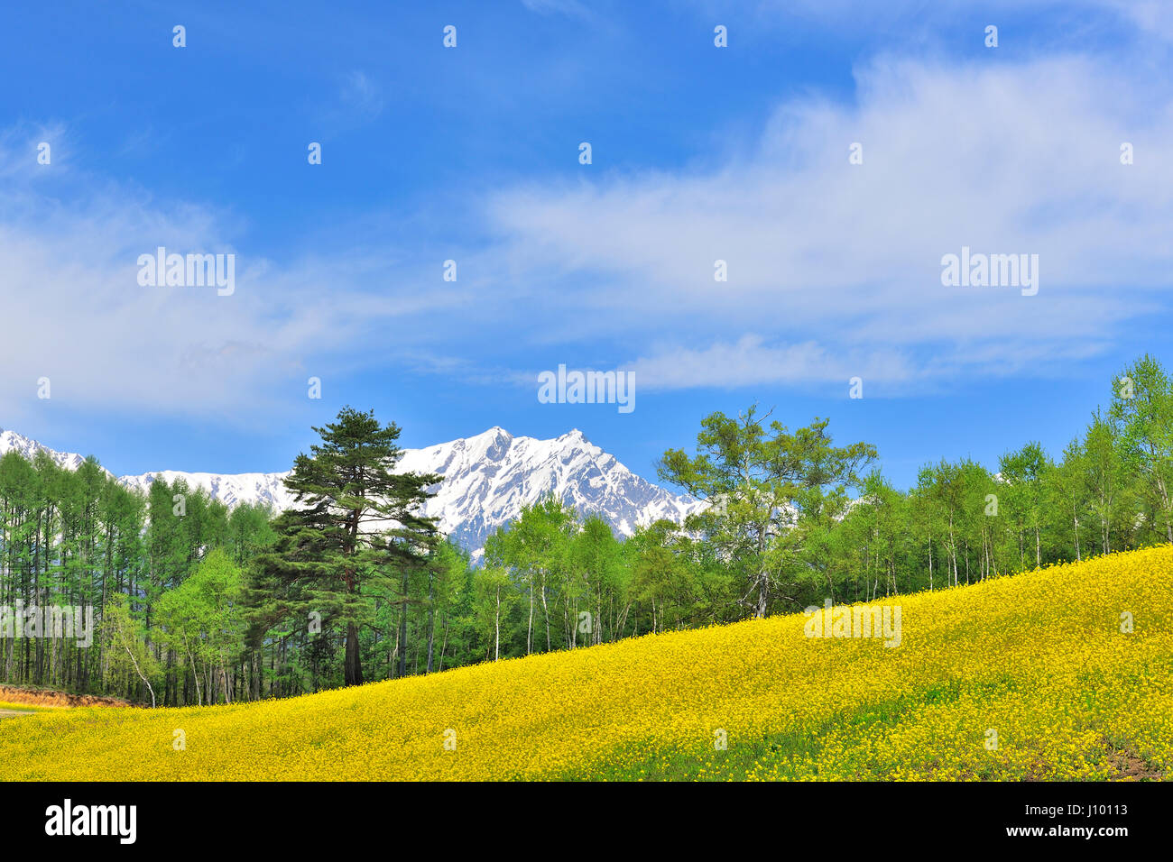 Mustard Fields, Nagano, Japan Stock Photo