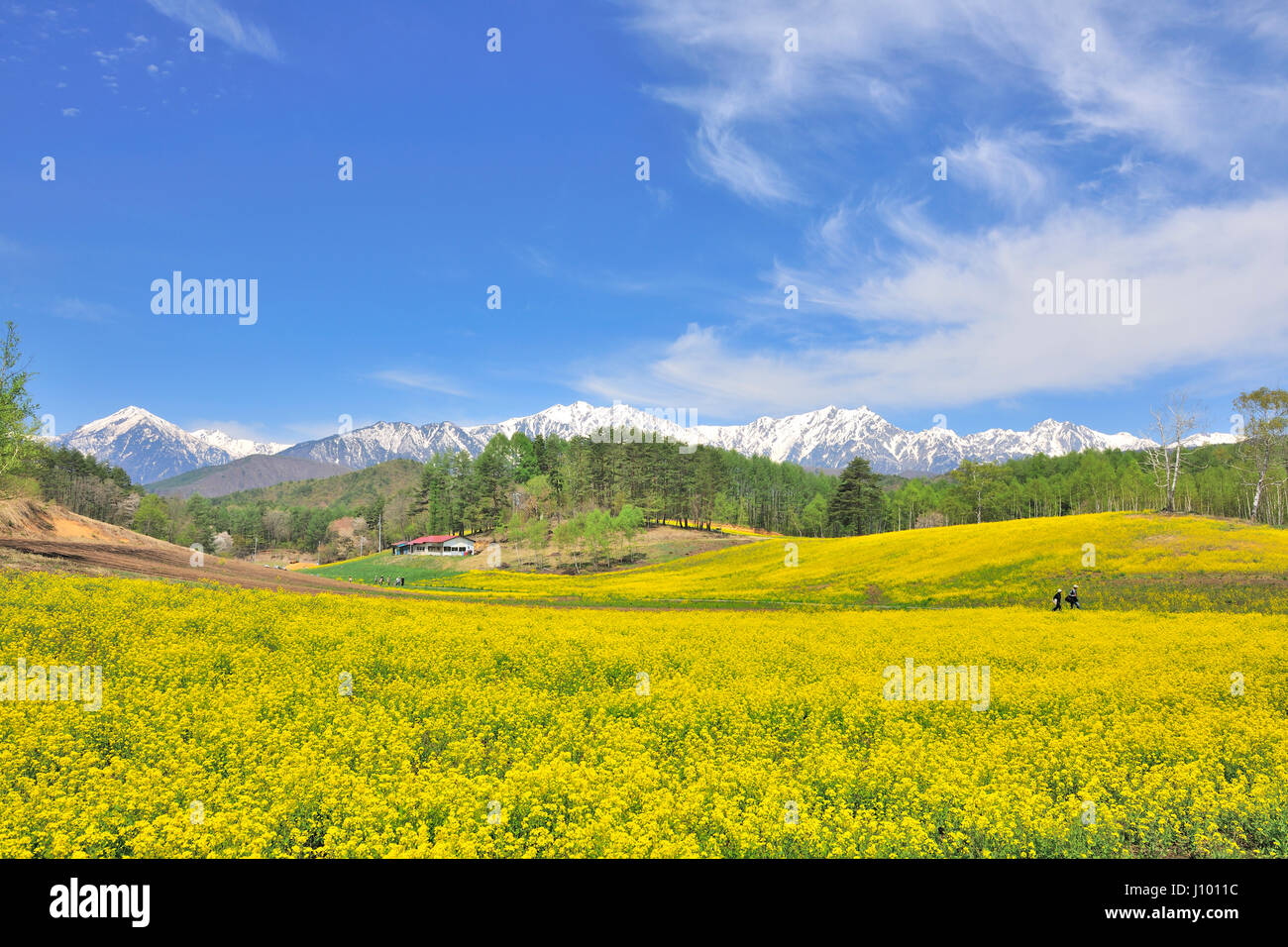 Mustard Fields, Nagano, Japan Stock Photo