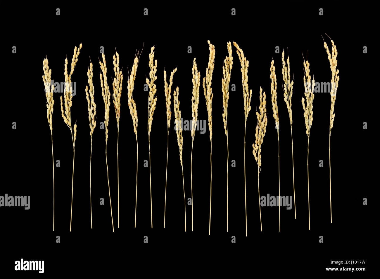 Rice Ears High Resolution Stock Photography and Images - Alamy