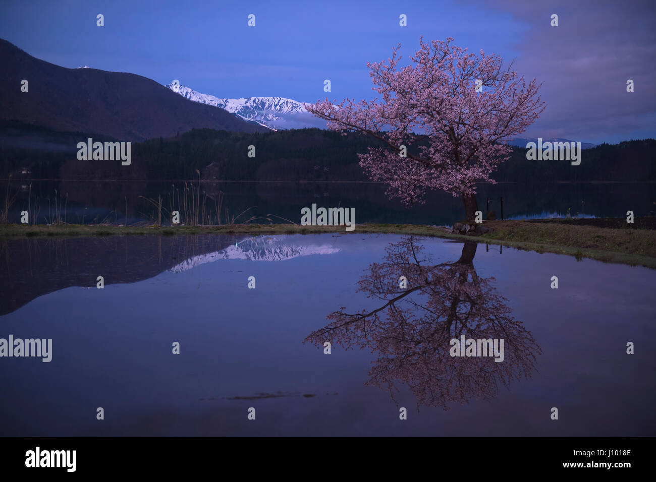 Cherry Blossoms Reflected in Lake Aoki, Nagano, Japan Stock Photo