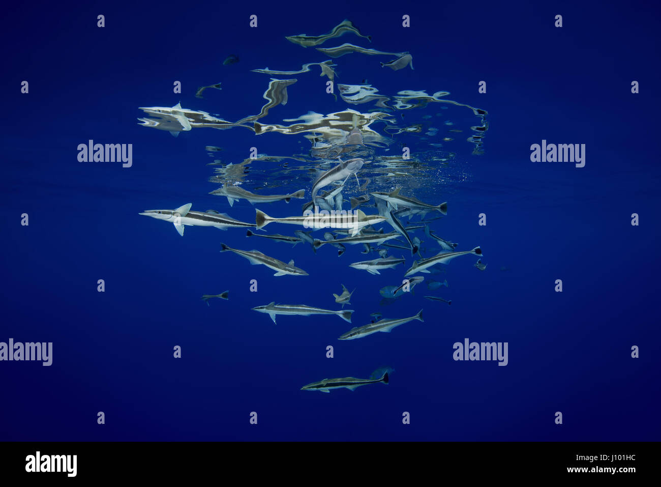 school of fish Remora (Echeneis naucrates) eating under surface of the water, Indian Ocean, Maldive Stock Photo