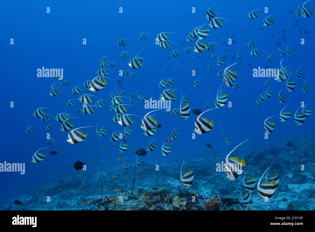 School of Schooling bannerfish (Heniochus diphreutes) over coral reef in blue water, Indian Ocean, Maldive Stock Photo