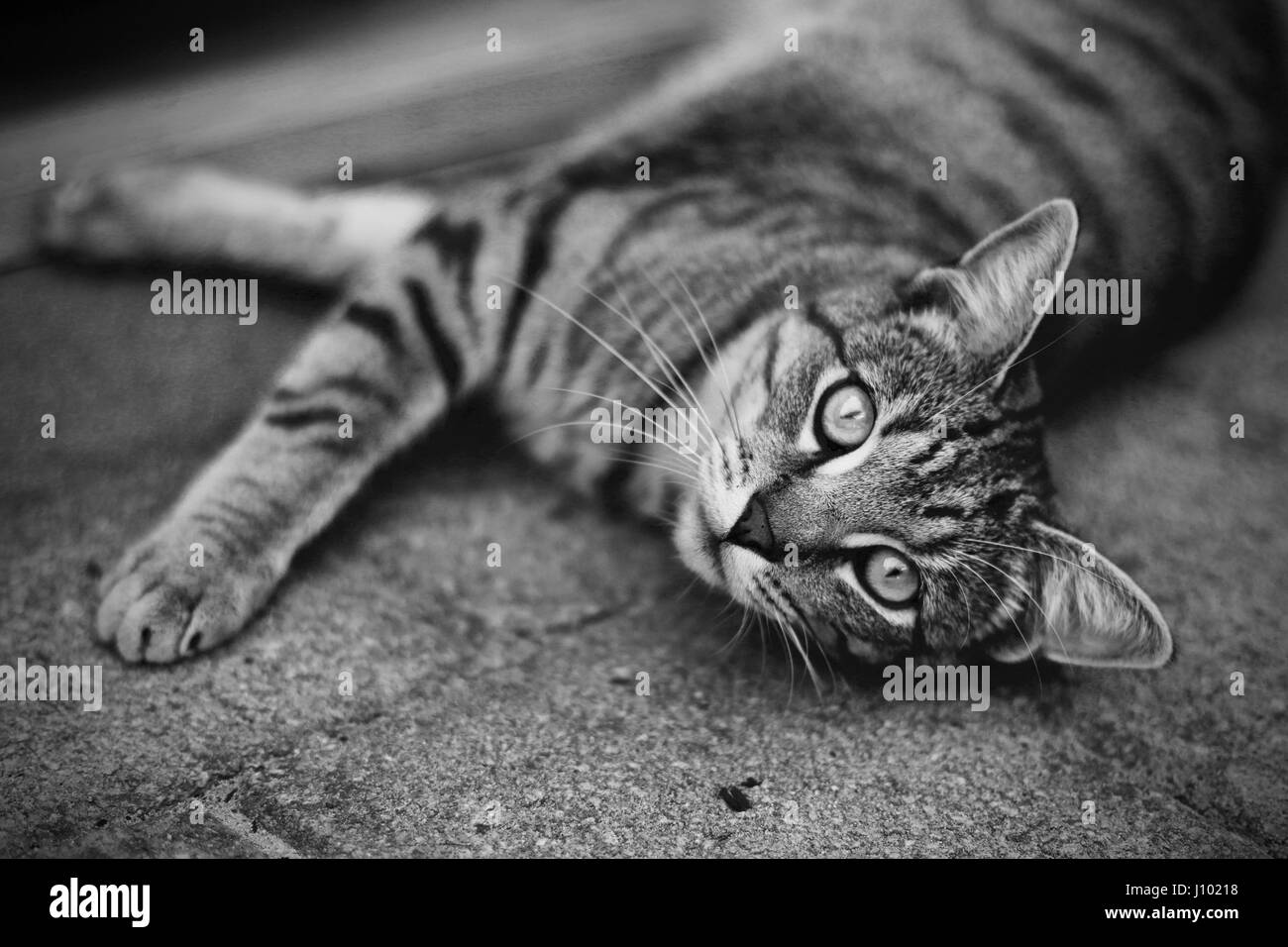 Twin cats living in South Fremantle, Australia Stock Photo