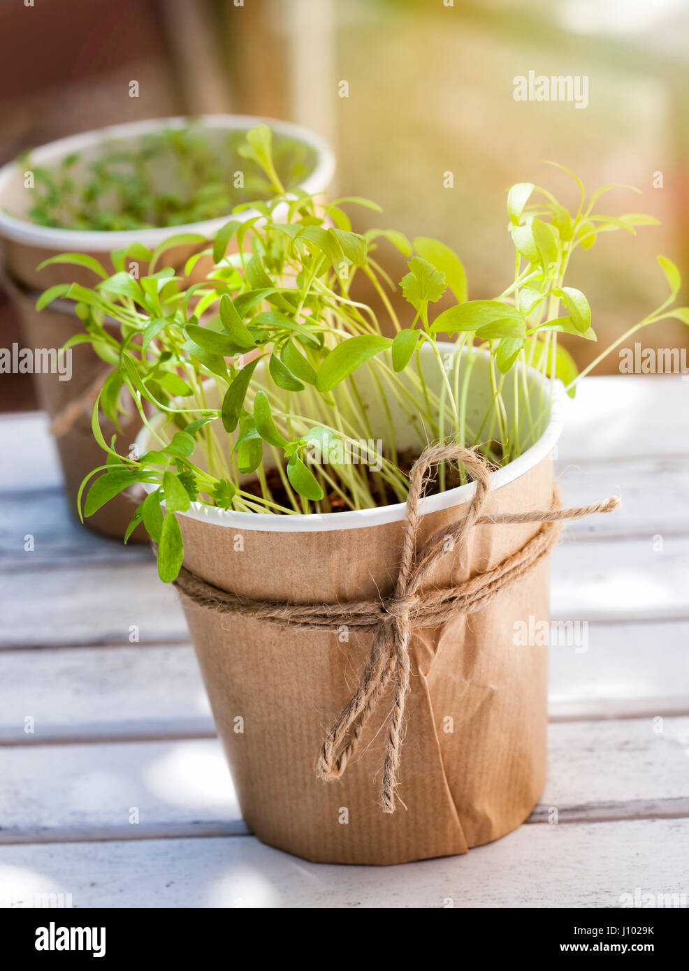 Seedlings of coriander and parsley in an urban garden Stock Photo Alamy