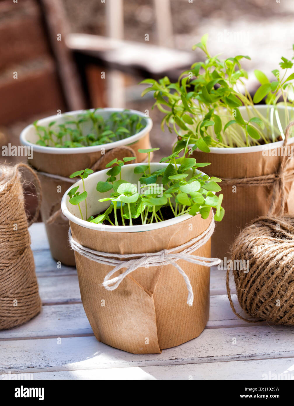 Seedlings of basil, coriander and parsley in an urban garden Stock