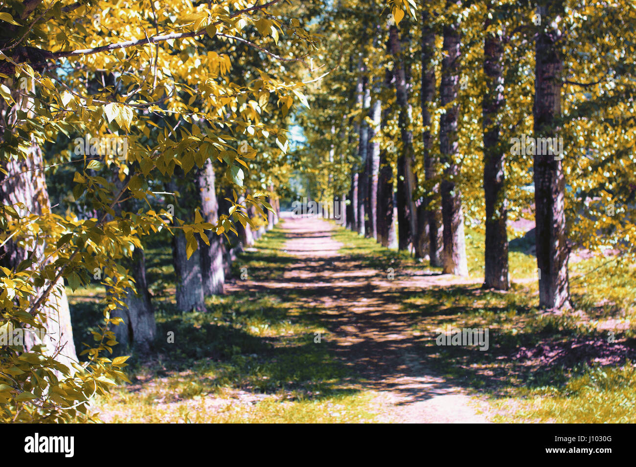 Alley of poplars with yellowing leaves in late summer Stock Photo - Alamy