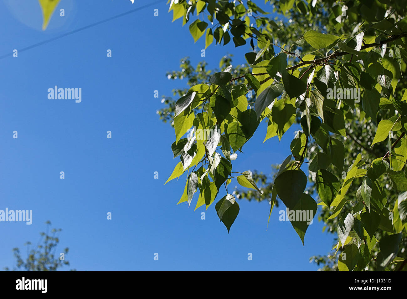 Green fresh leaves of trees on clear blue sky Stock Photo - Alamy