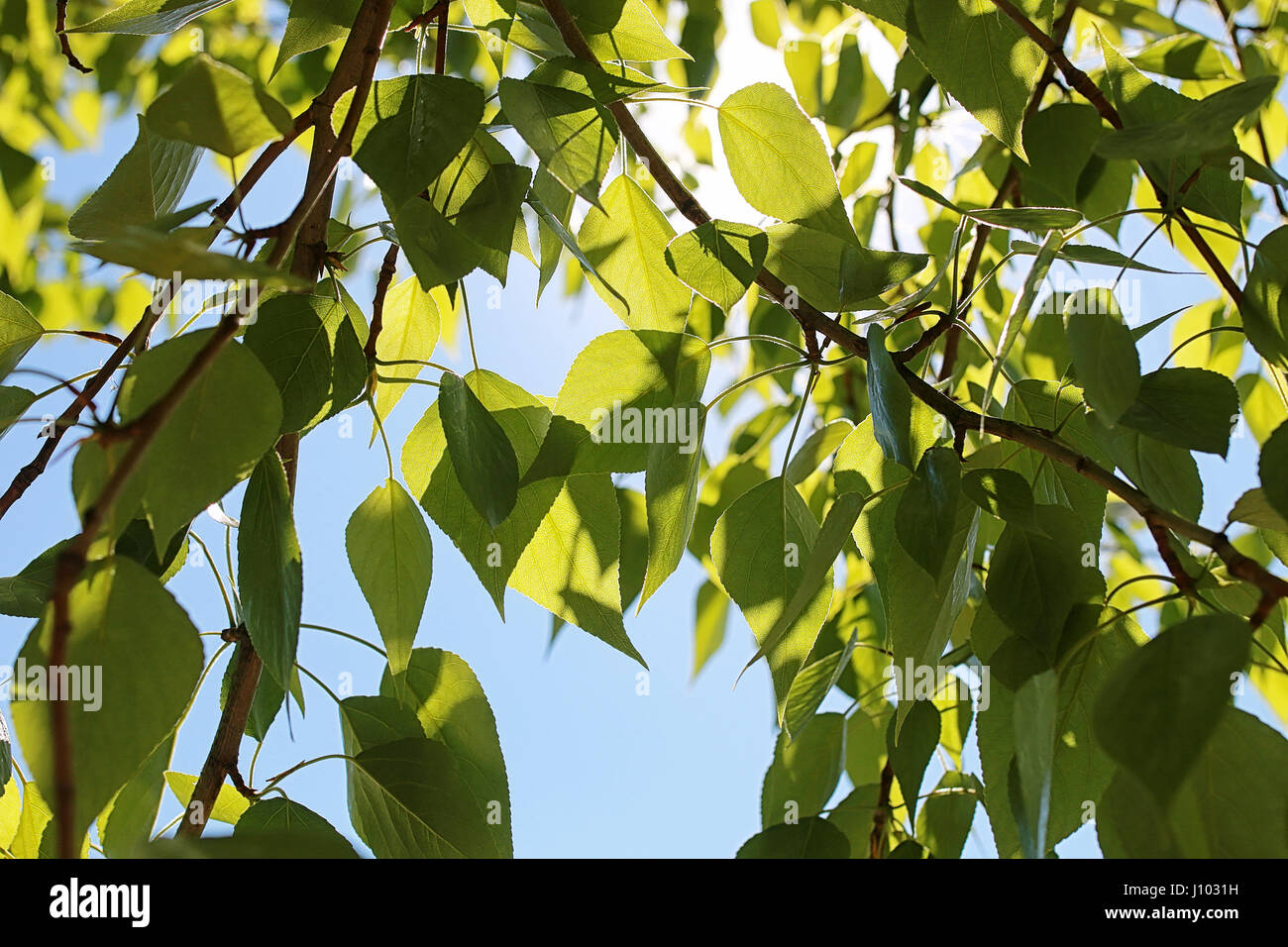 Green fresh leaves of trees on clear blue sky Stock Photo - Alamy