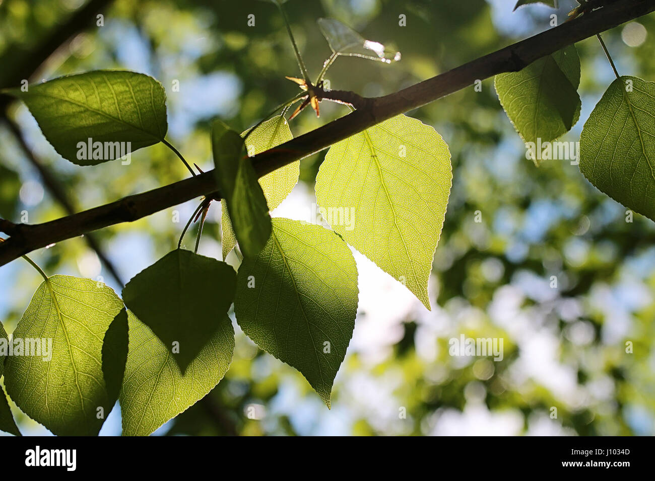 Green fresh leaves of trees on clear blue sky Stock Photo - Alamy
