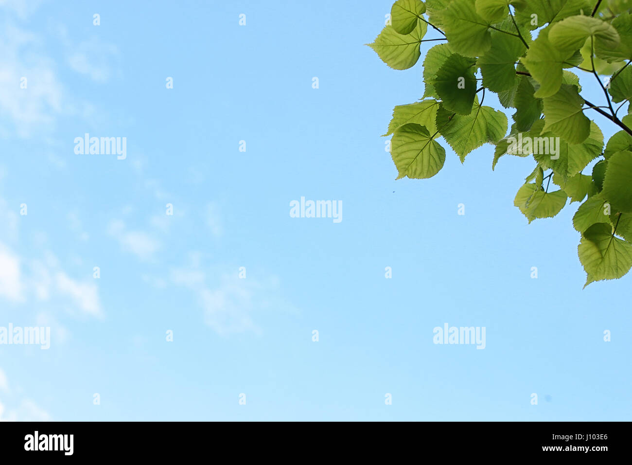 Green fresh leaves of trees on clear blue sky Stock Photo - Alamy