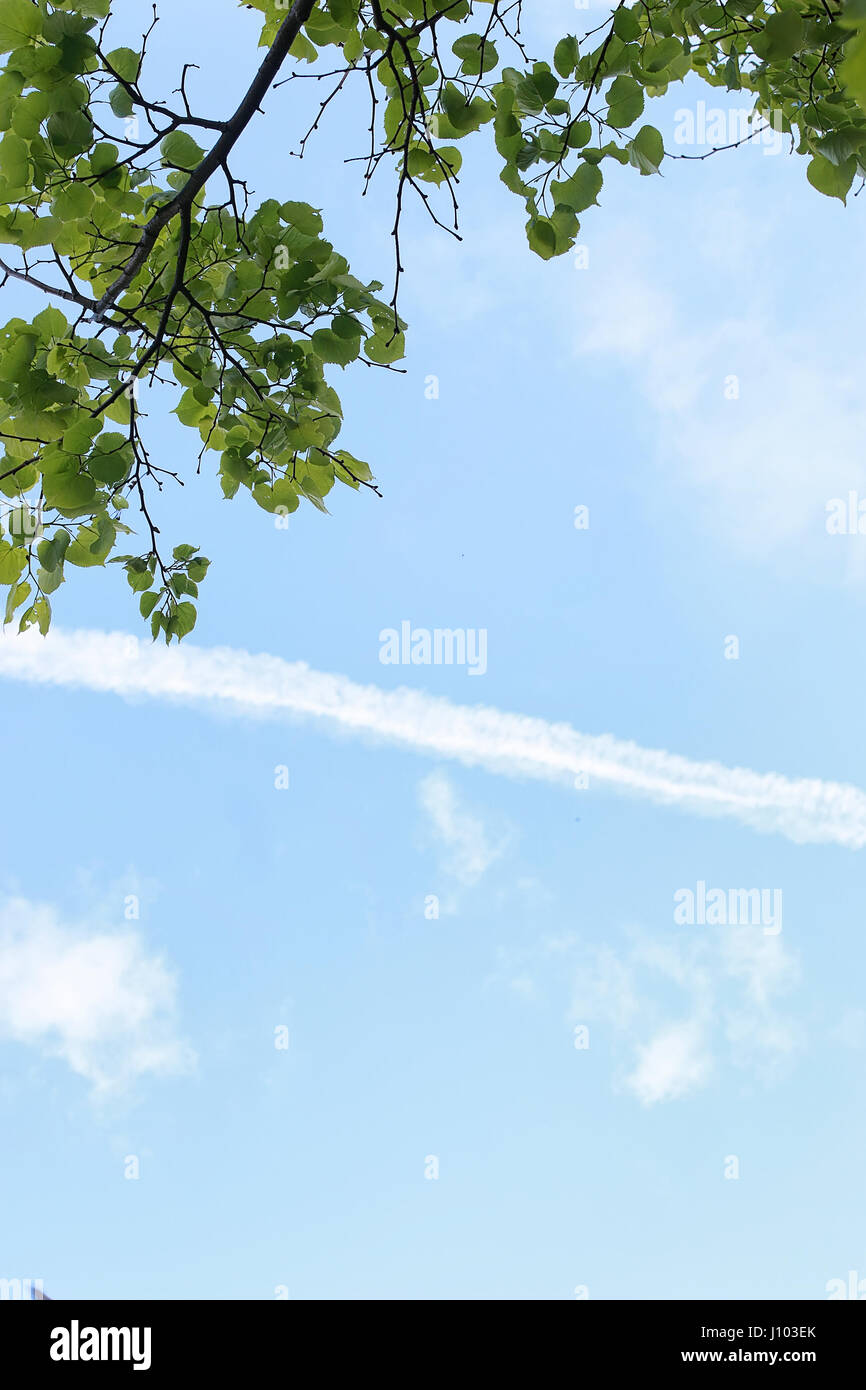Green fresh leaves of trees on clear blue sky Stock Photo - Alamy