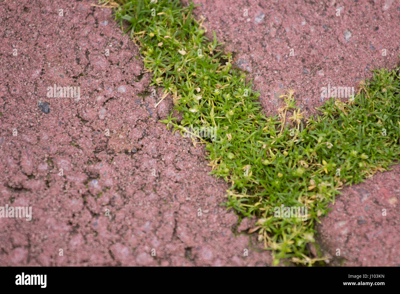 background stone block walk path in the park with green grass Stock Photo