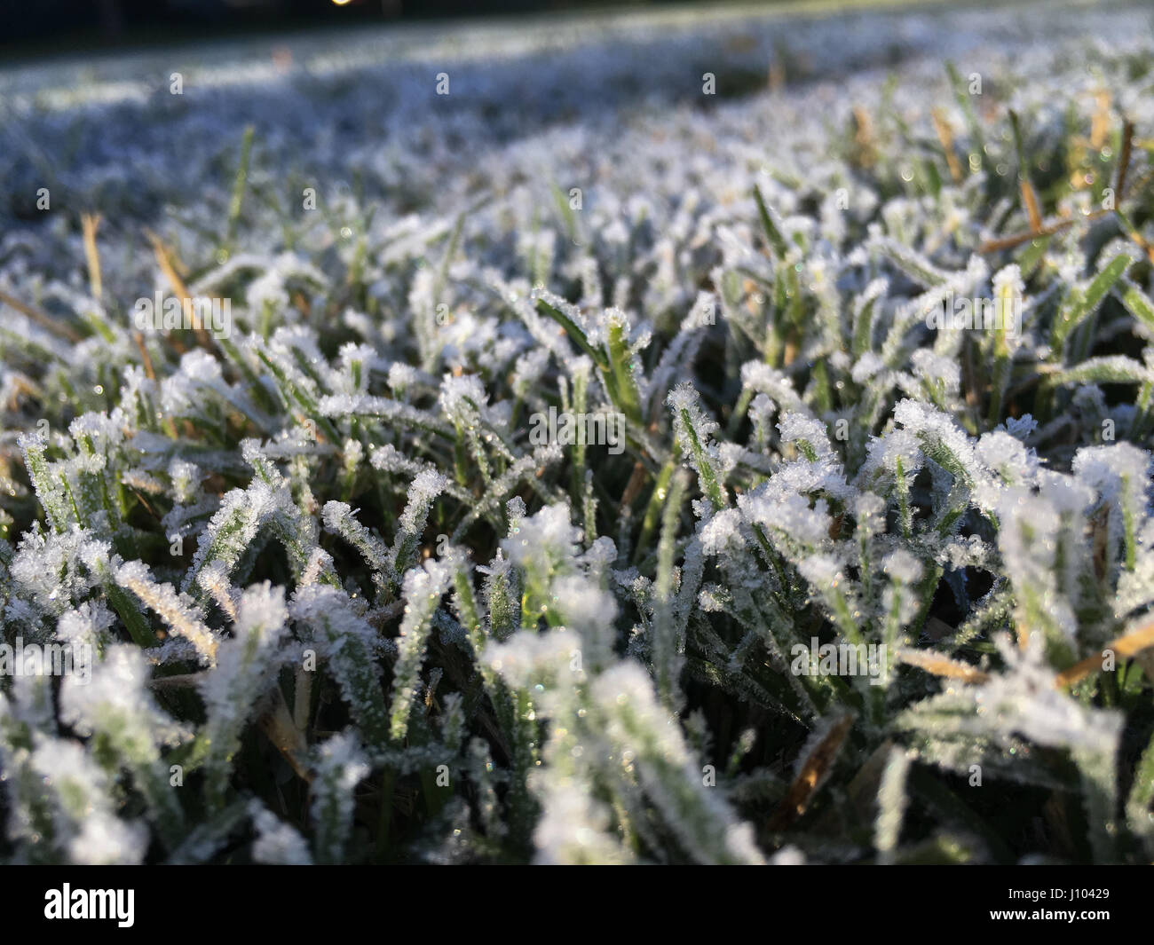 Frozen morning dew Stock Photo