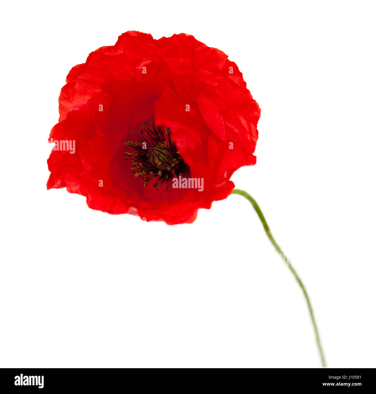 bright red poppy flower isolated on white background Stock Photo - Alamy