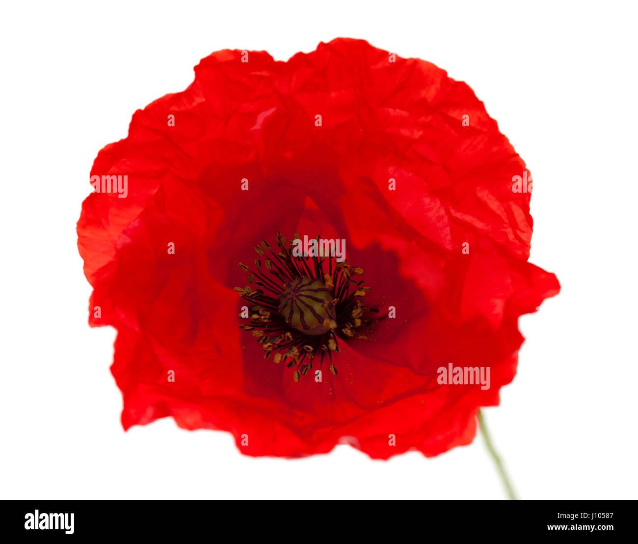 bright red poppy flower isolated on white background Stock Photo - Alamy
