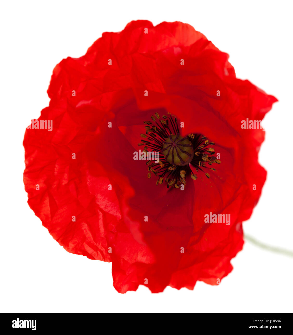 bright red poppy flower isolated on white background Stock Photo - Alamy