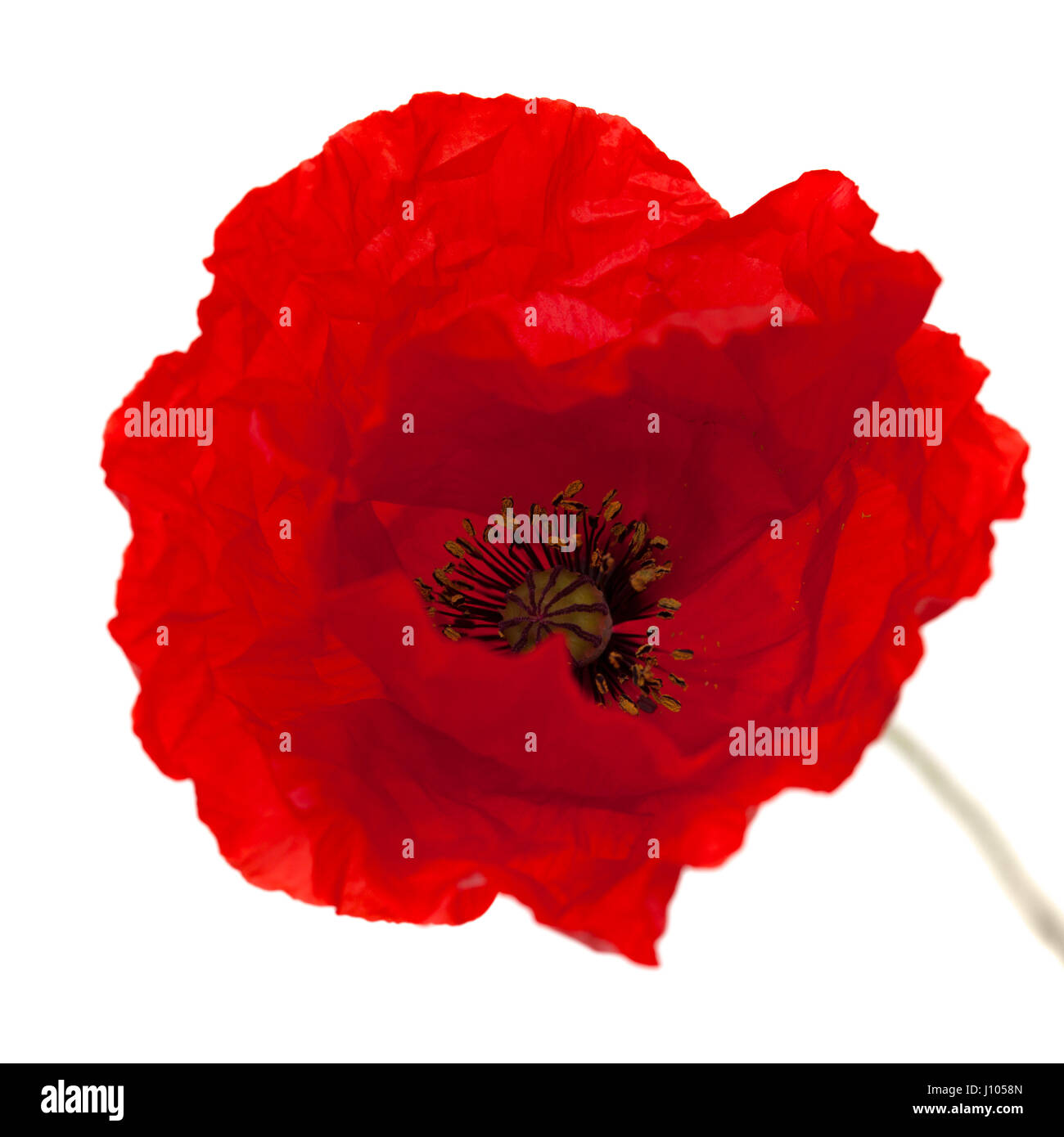 bright red poppy flower isolated on white background Stock Photo - Alamy