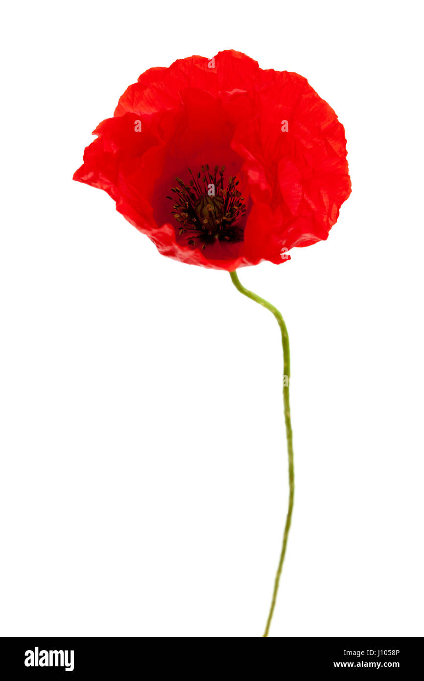 bright red poppy flower isolated on white background Stock Photo - Alamy