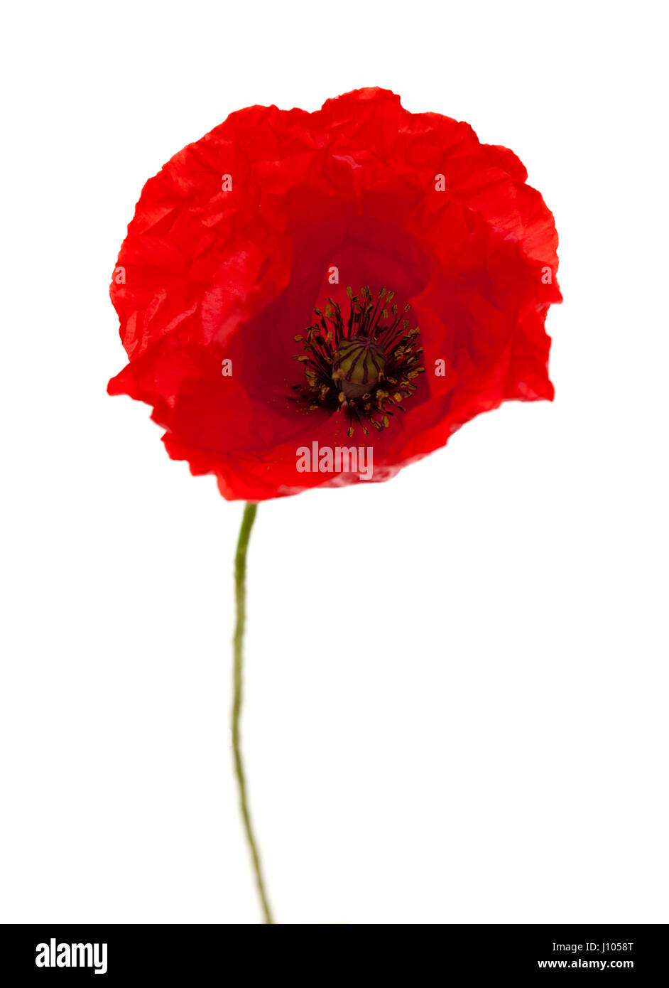 bright red poppy flower isolated on white background Stock Photo - Alamy